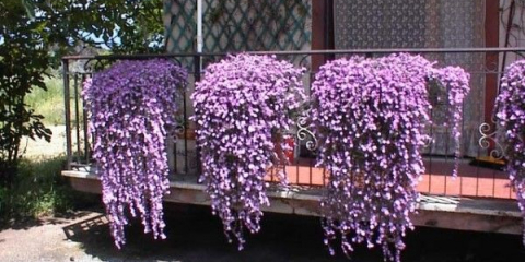 Къдрави цветя за градината - имена и описания, как да изберем правилния